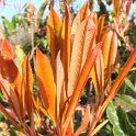 Photinia glabra feuille P26